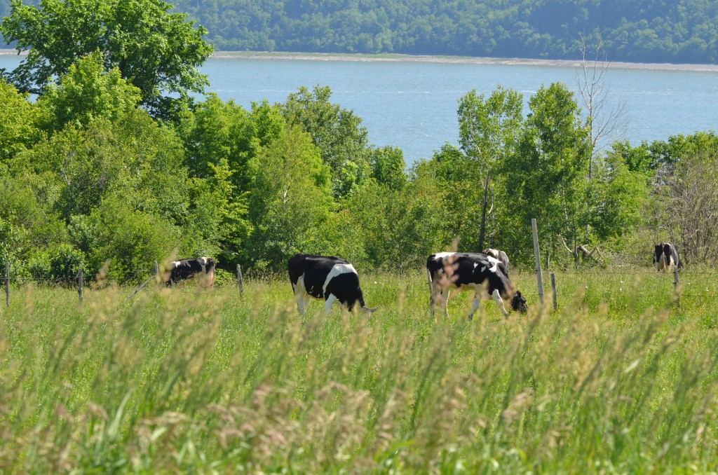 Vaches à Saint-Jean de l'Île d'Orléans